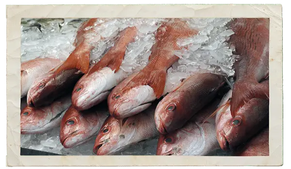 joepattis-frnt-page-seafood-whole-fish-dressing-01