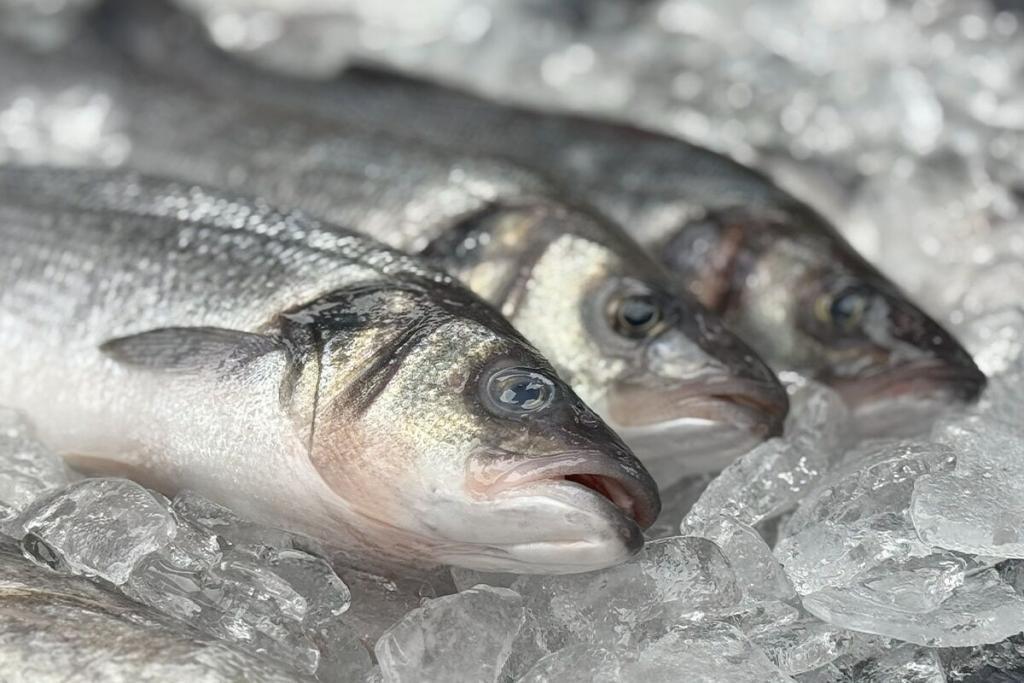 Branzino Whole Fish