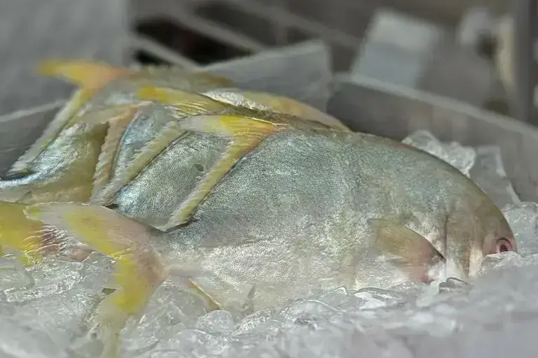 Joe-Pattis-Product-photos-Whole-Fish-Pompano-01