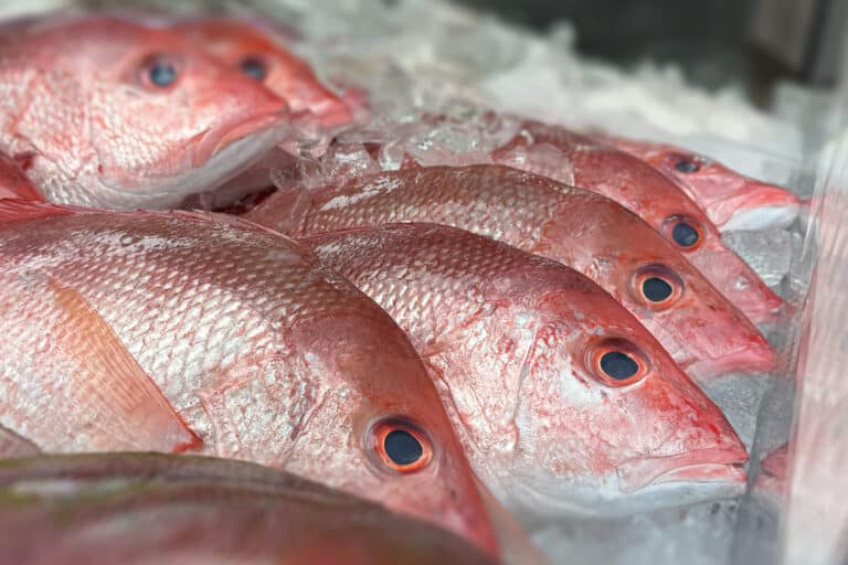 Joe-Pattis-Product-photos-Whole-Fish-Red-Sanpper-01